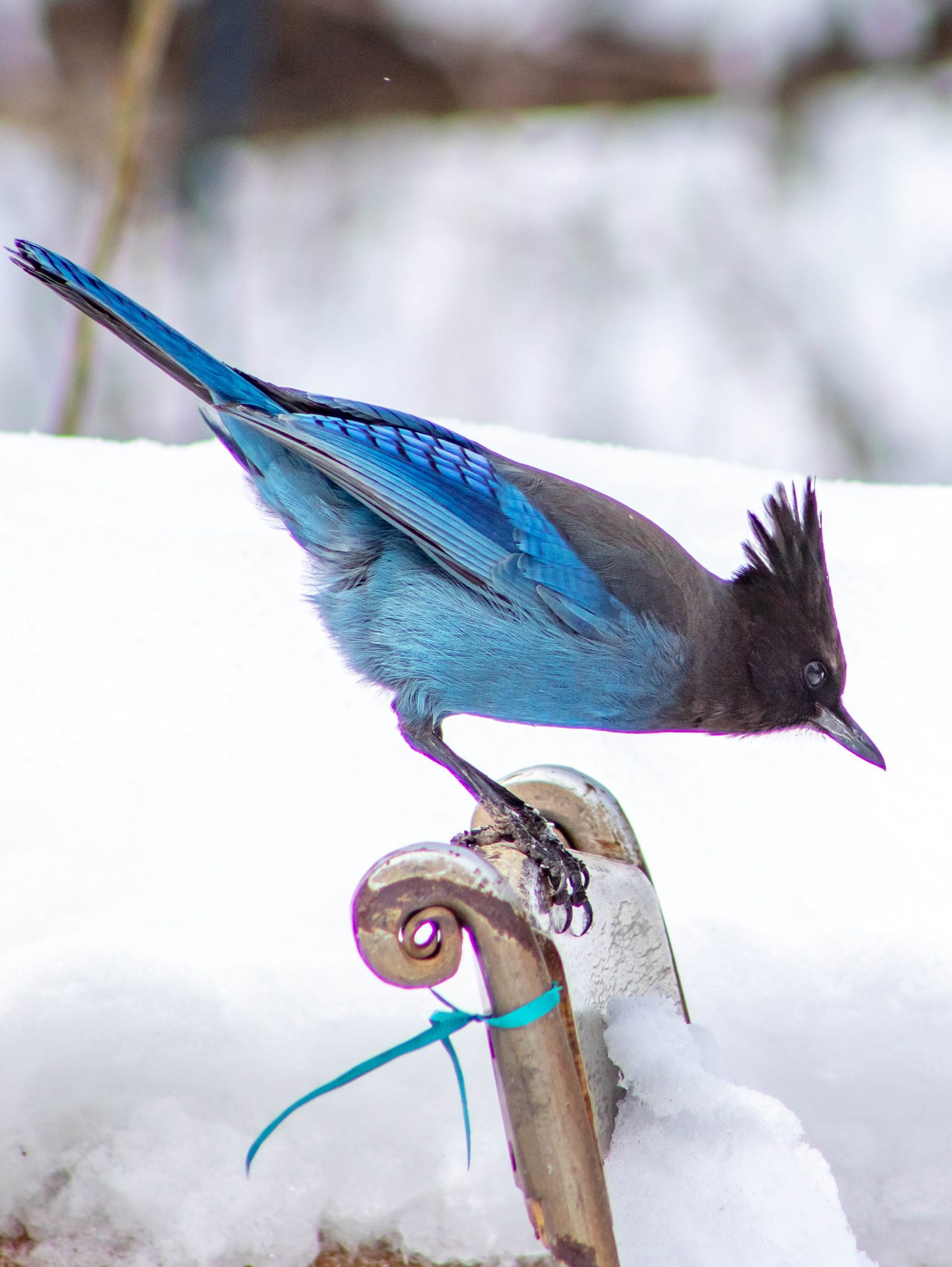 Steller's jay with an acorn in the snow